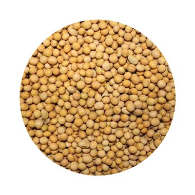 Non-GMO Soybean